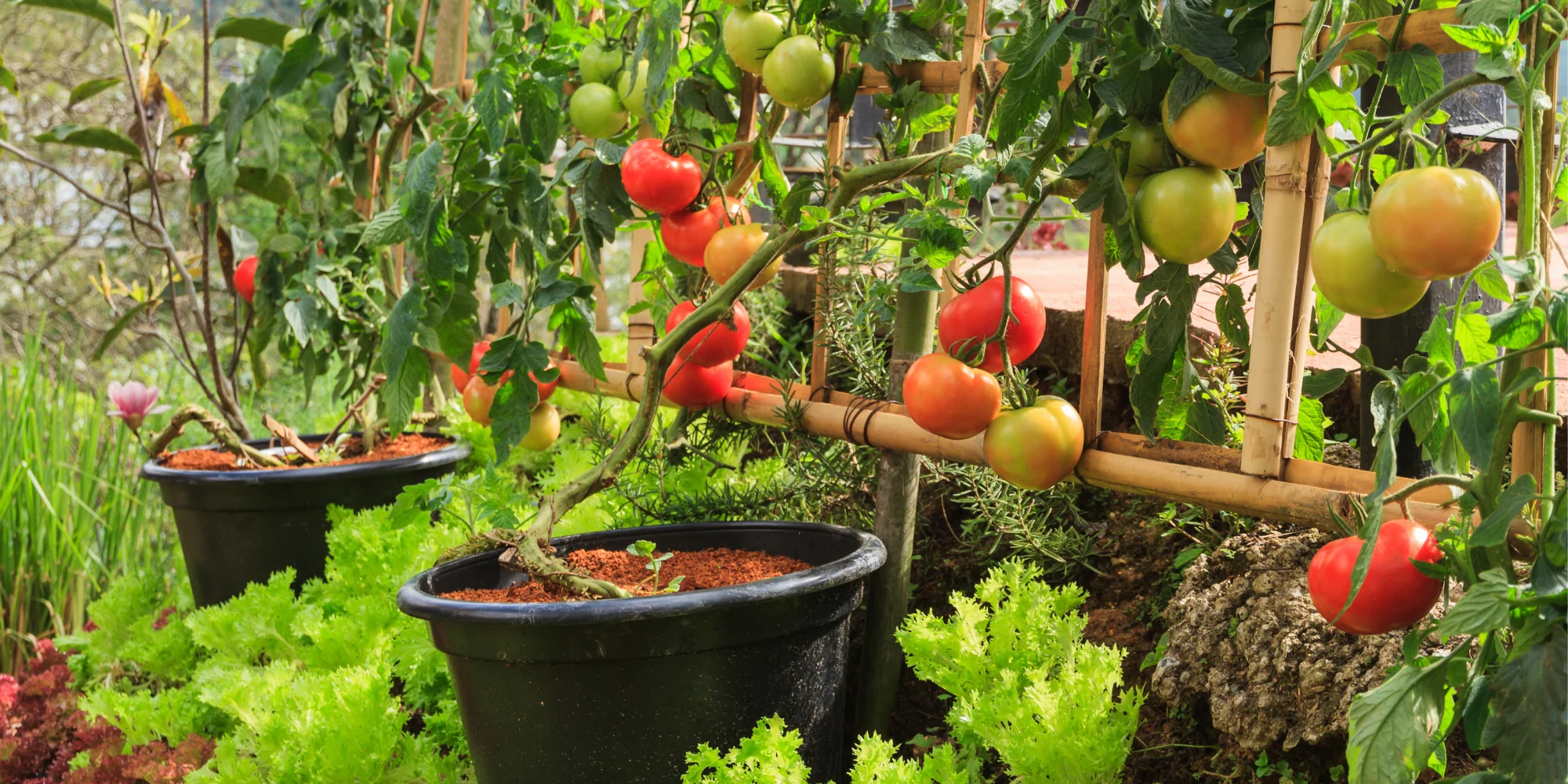 How to Grow Tomatoes in Pots (Step-by-Step for Beginners)
